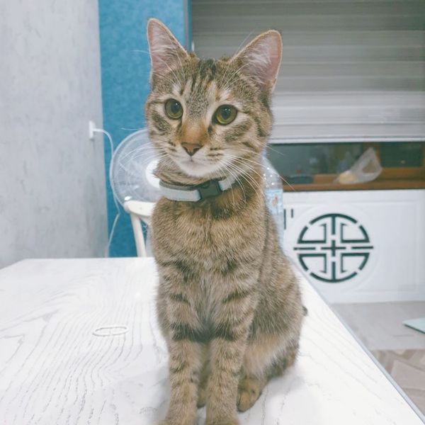 キジトラのそら