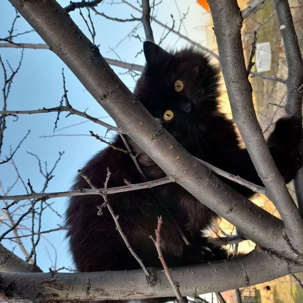 黒猫のくろすけ