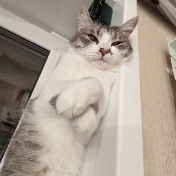 サバトラ白のふく