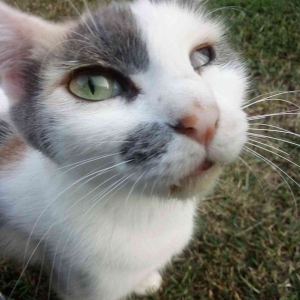 三毛猫のみけ