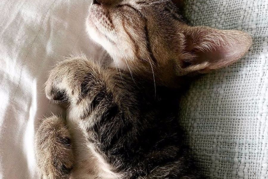 ひだまりでお昼寝する子猫